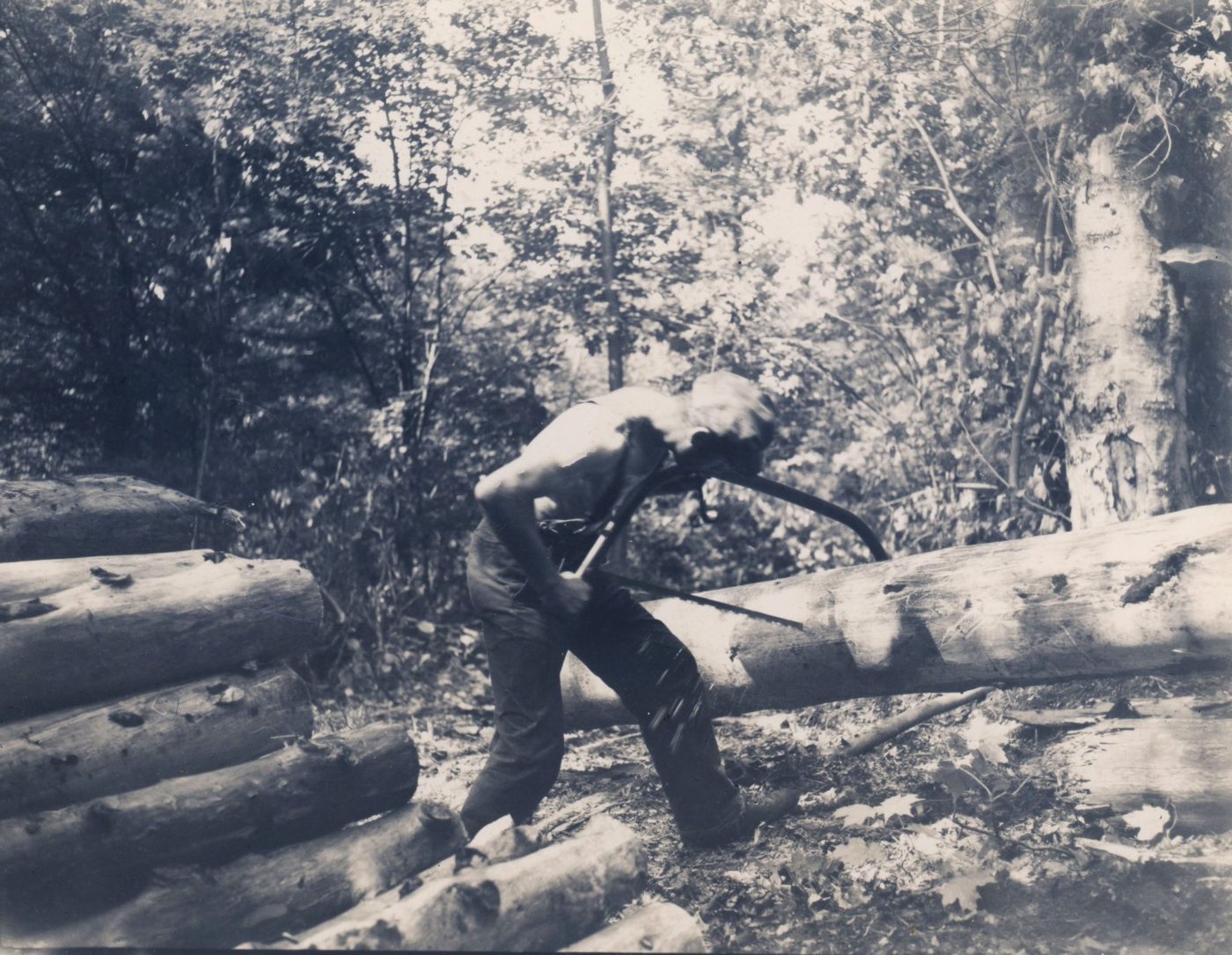 Cutting pulpwood with swede saw in Harrisville